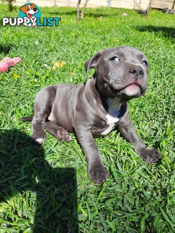 Blue AmStaff Puppies