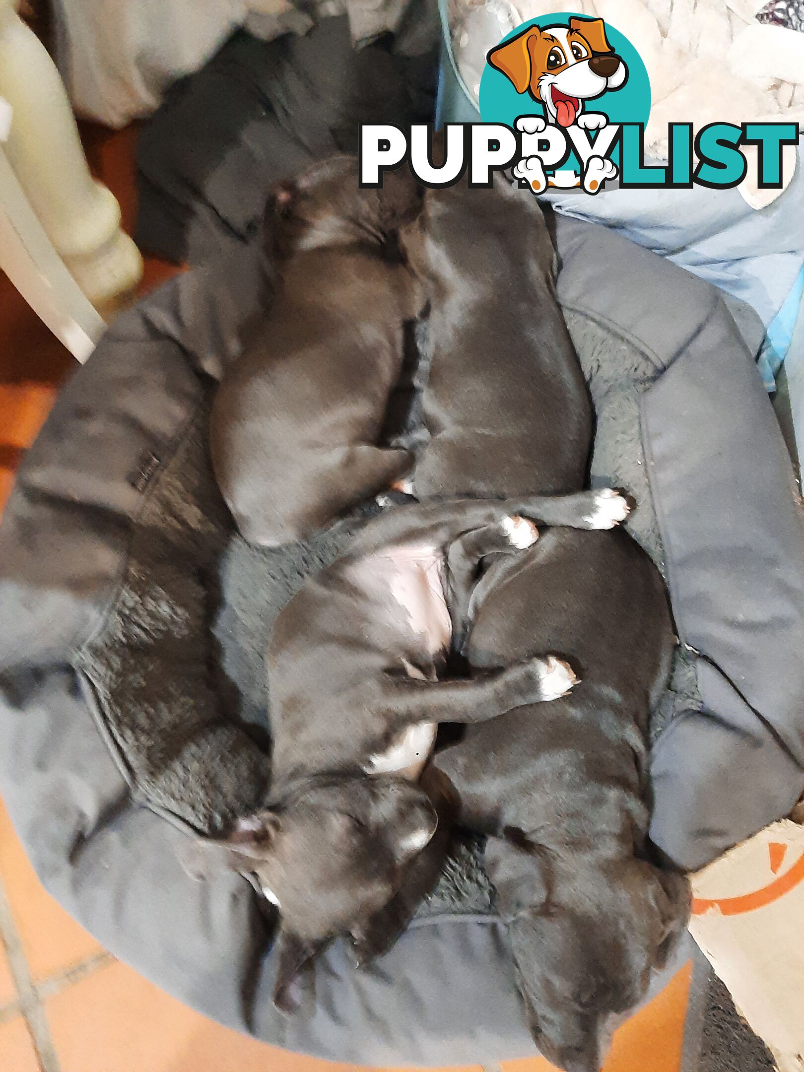 Blue AmStaff Puppies