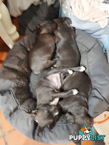 Blue AmStaff Puppies