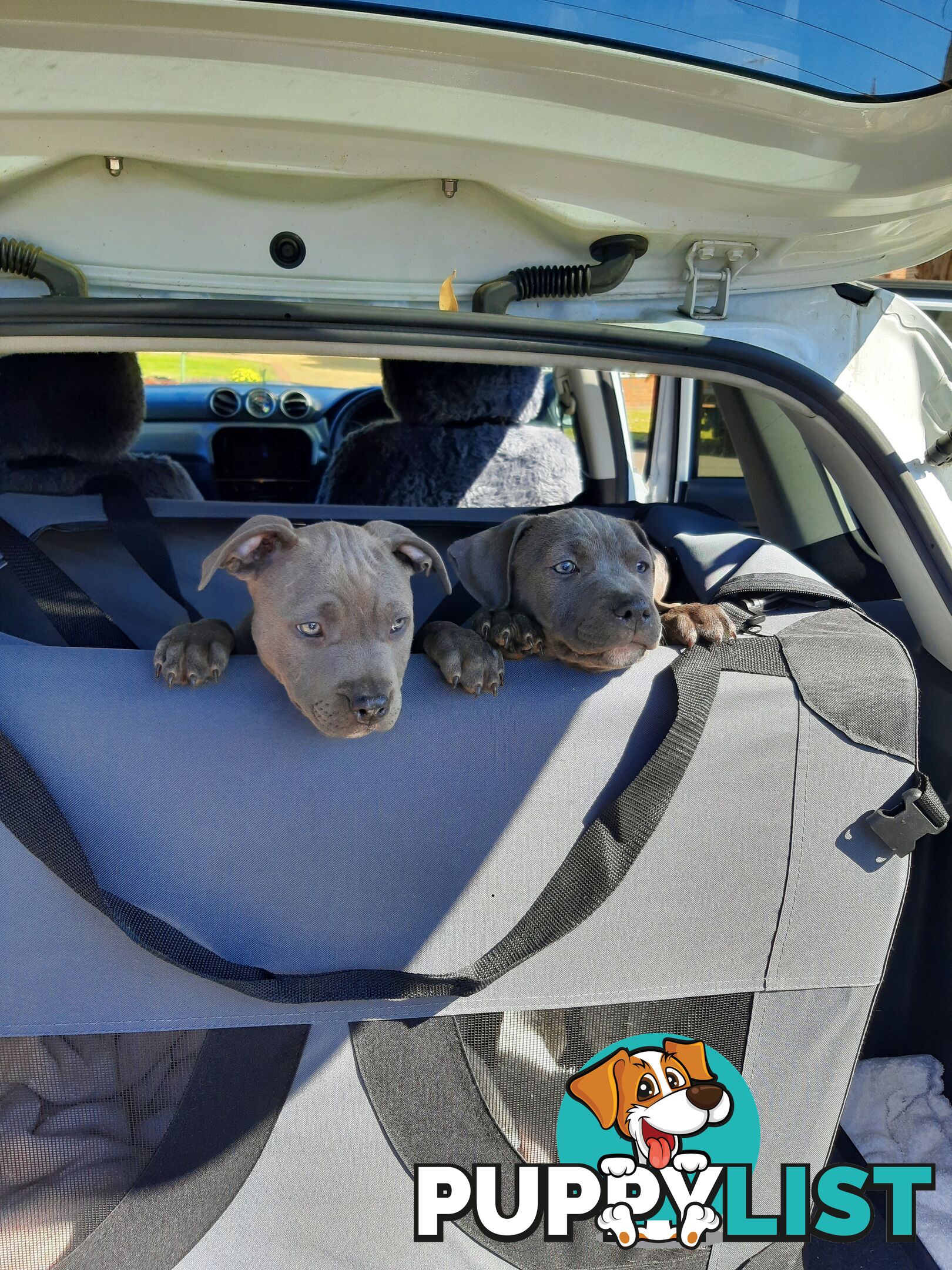 Blue AmStaff Puppies