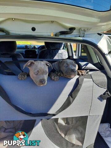 Blue AmStaff Puppies