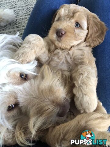 Australian Cobberdogs