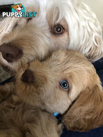 Australian Cobberdogs