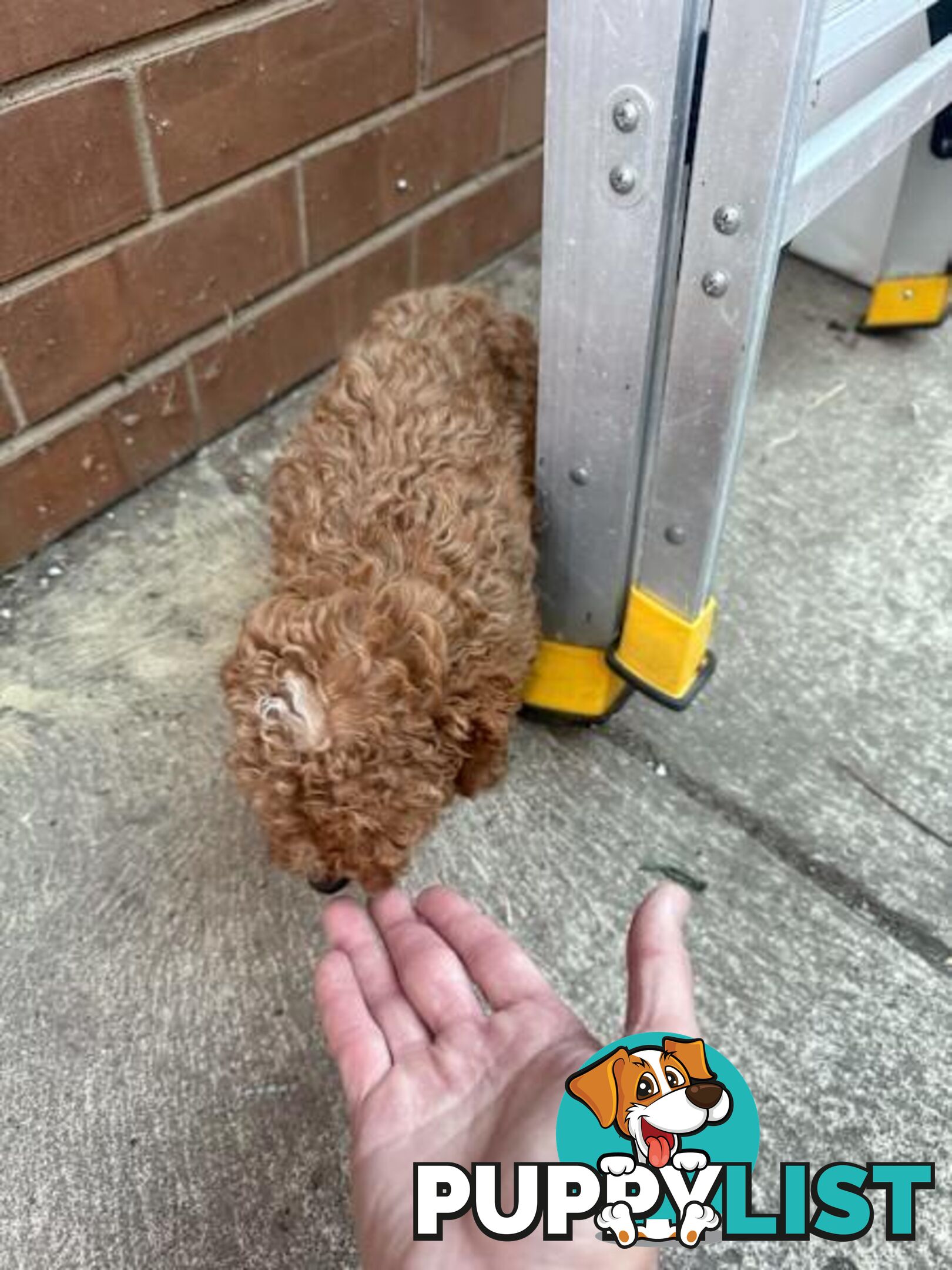 2 puppy toy poodles for new home