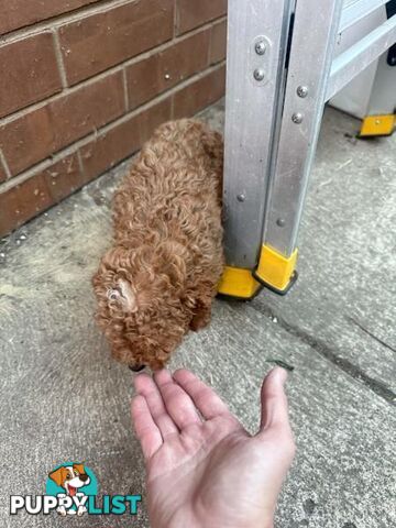 2 puppy toy poodles for new home