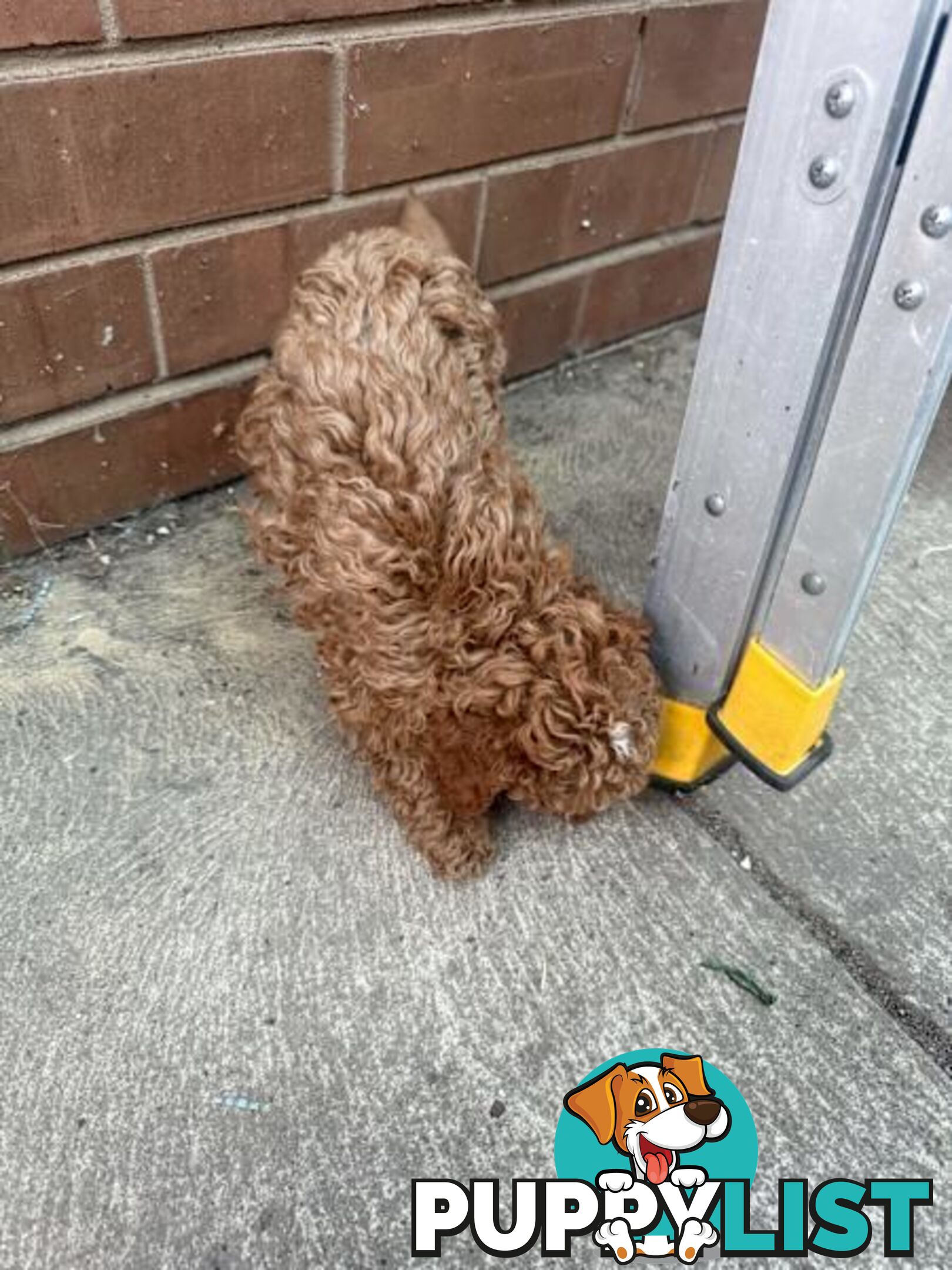 2 puppy toy poodles for new home