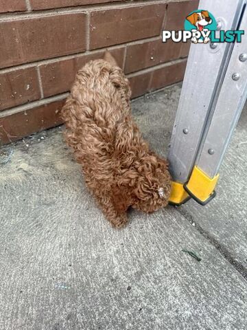 2 puppy toy poodles for new home
