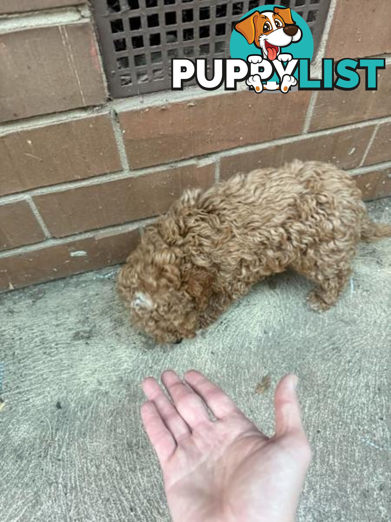 2 puppy toy poodles for new home