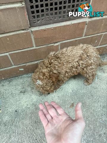 2 puppy toy poodles for new home