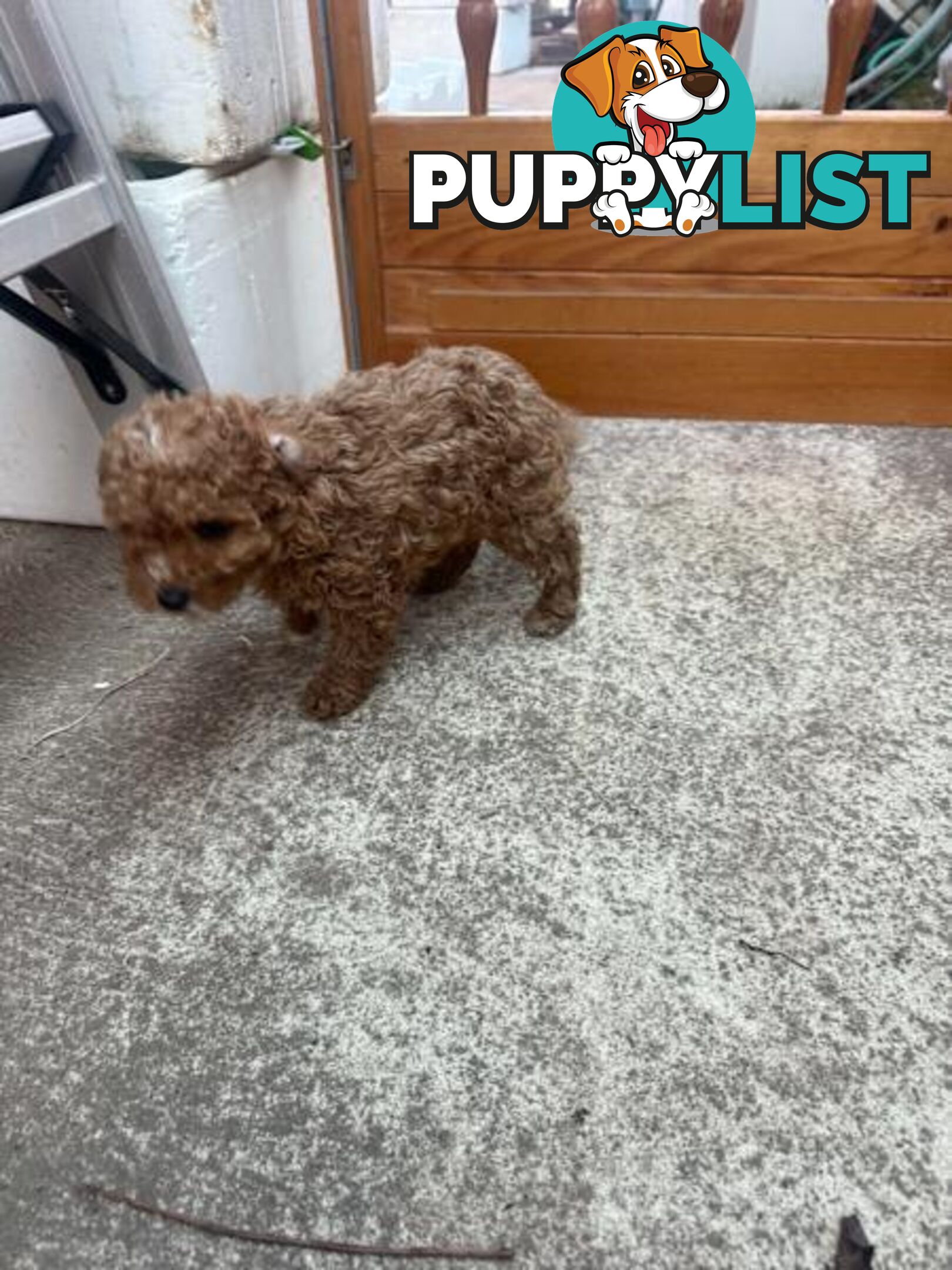 2 puppy toy poodles for new home