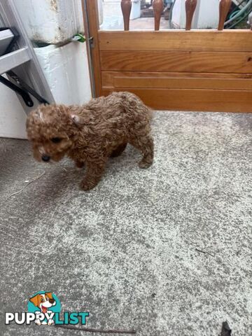 2 puppy toy poodles for new home