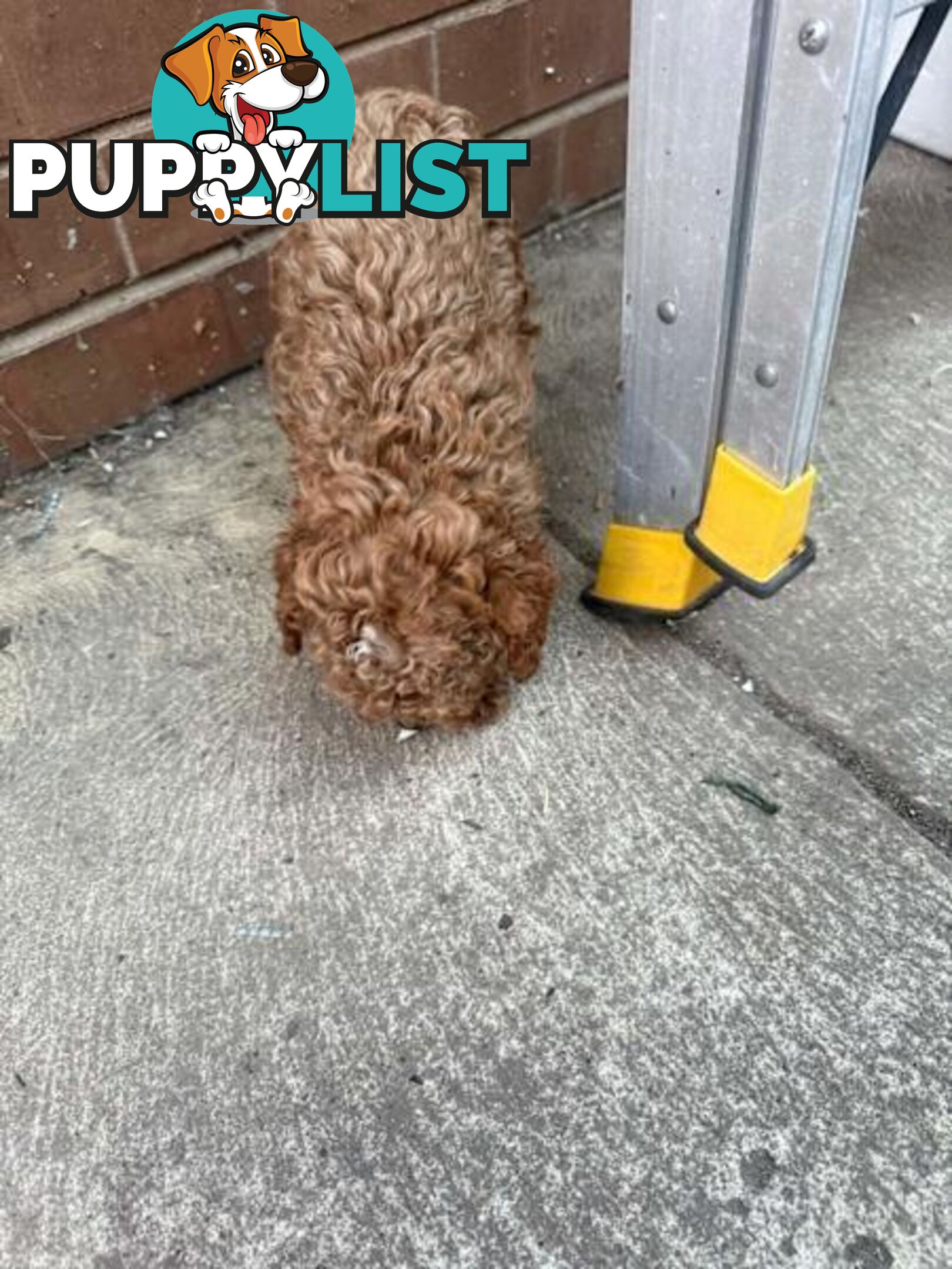 2 puppy toy poodles for new home