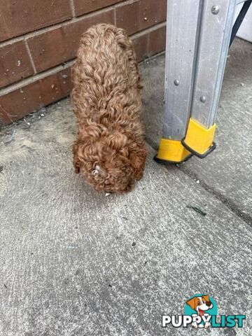 2 puppy toy poodles for new home