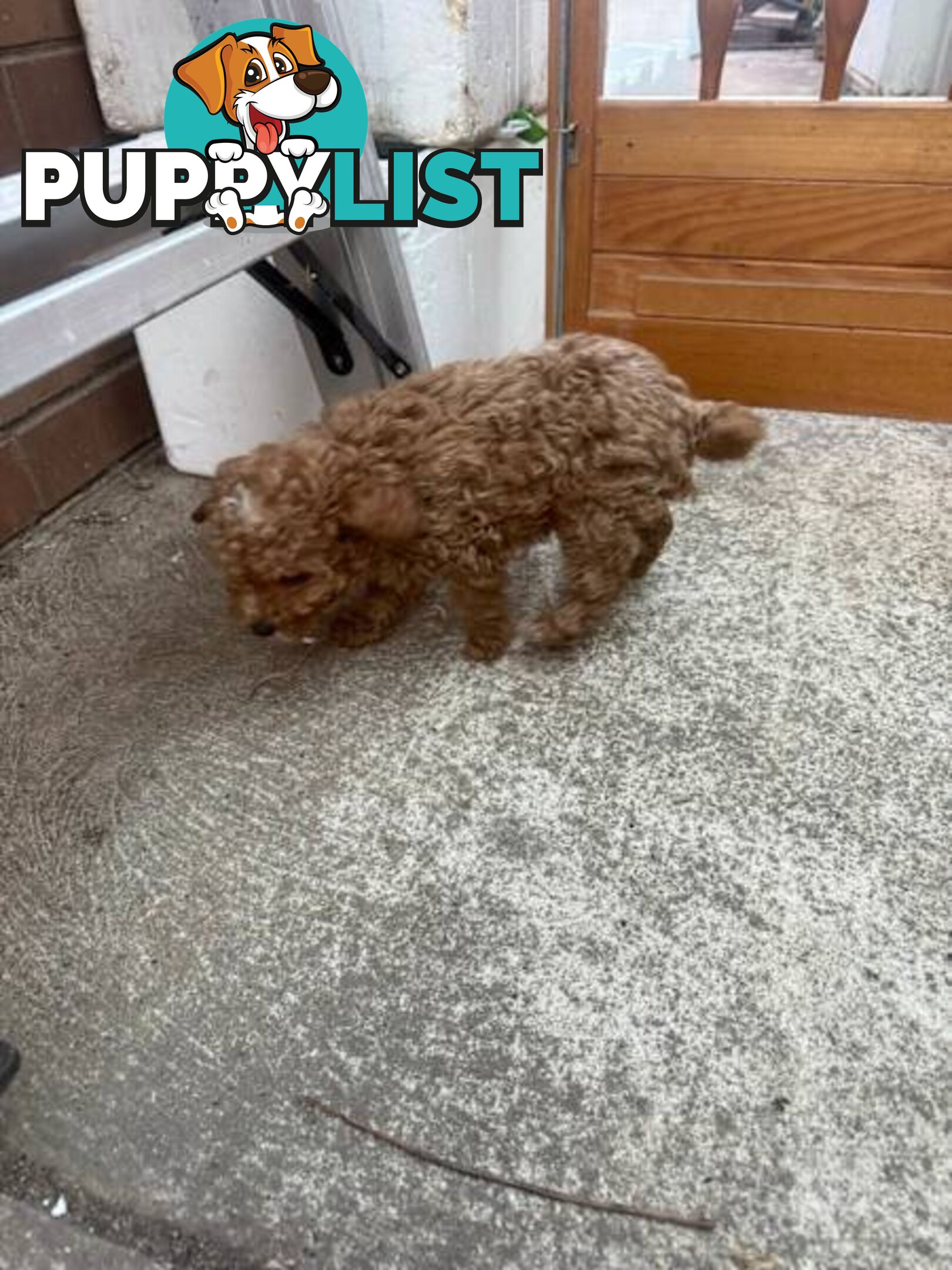 2 puppy toy poodles for new home