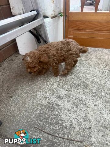 2 puppy toy poodles for new home