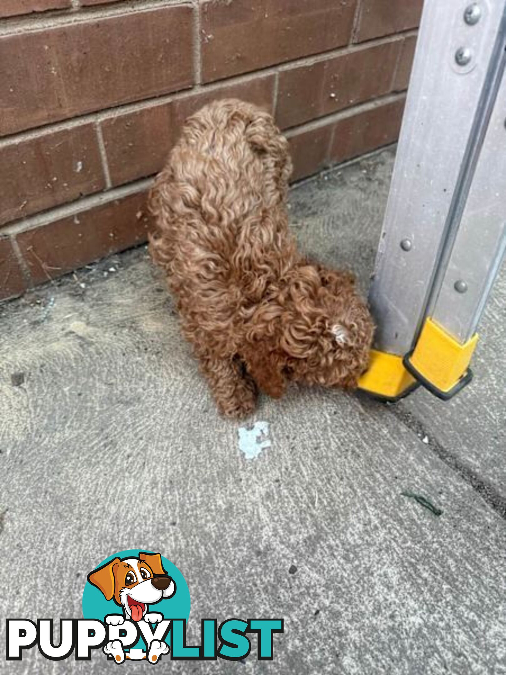 2 puppy toy poodles for new home