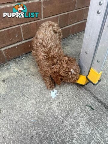 2 puppy toy poodles for new home