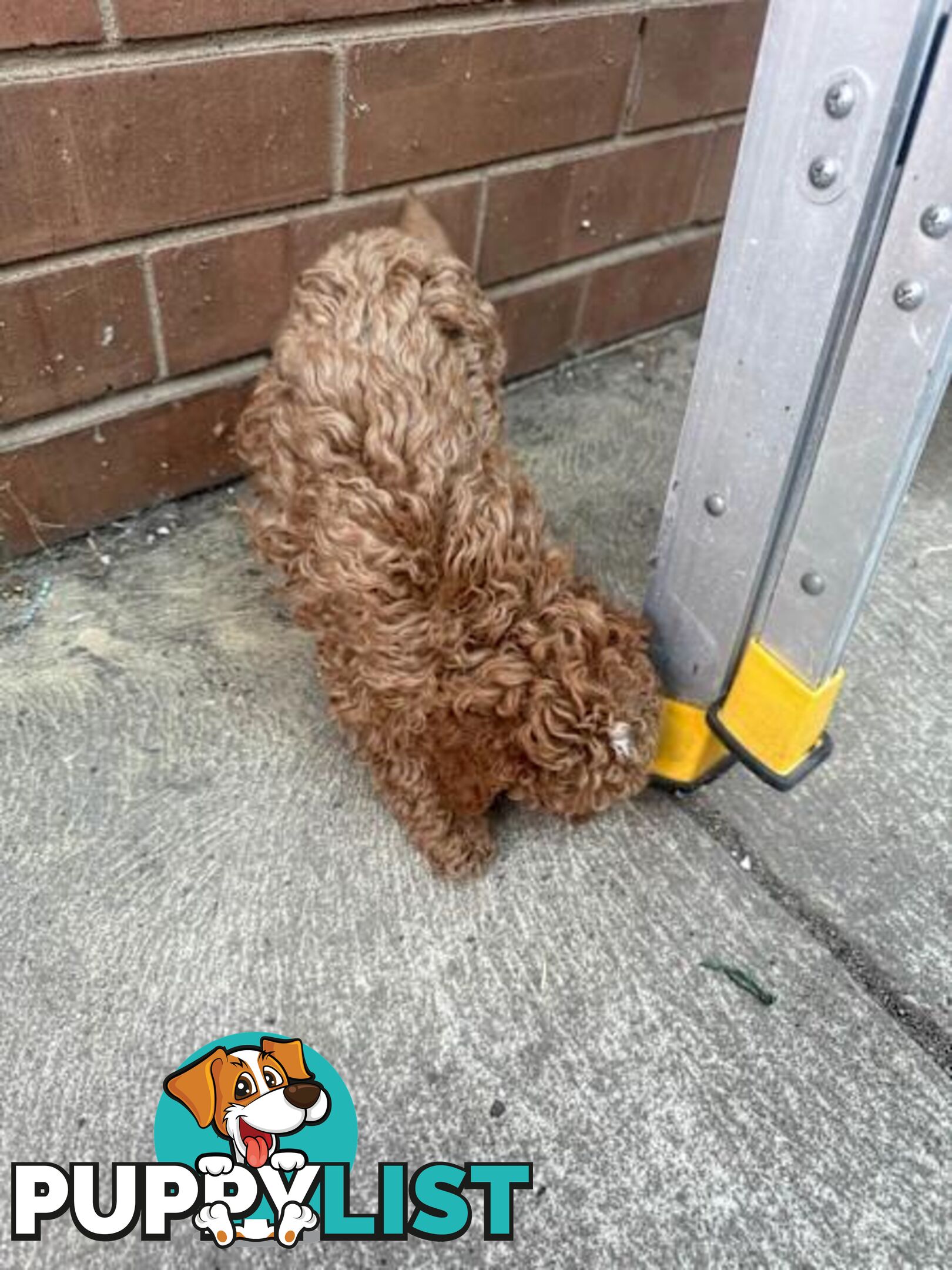 2 puppy toy poodles for new home