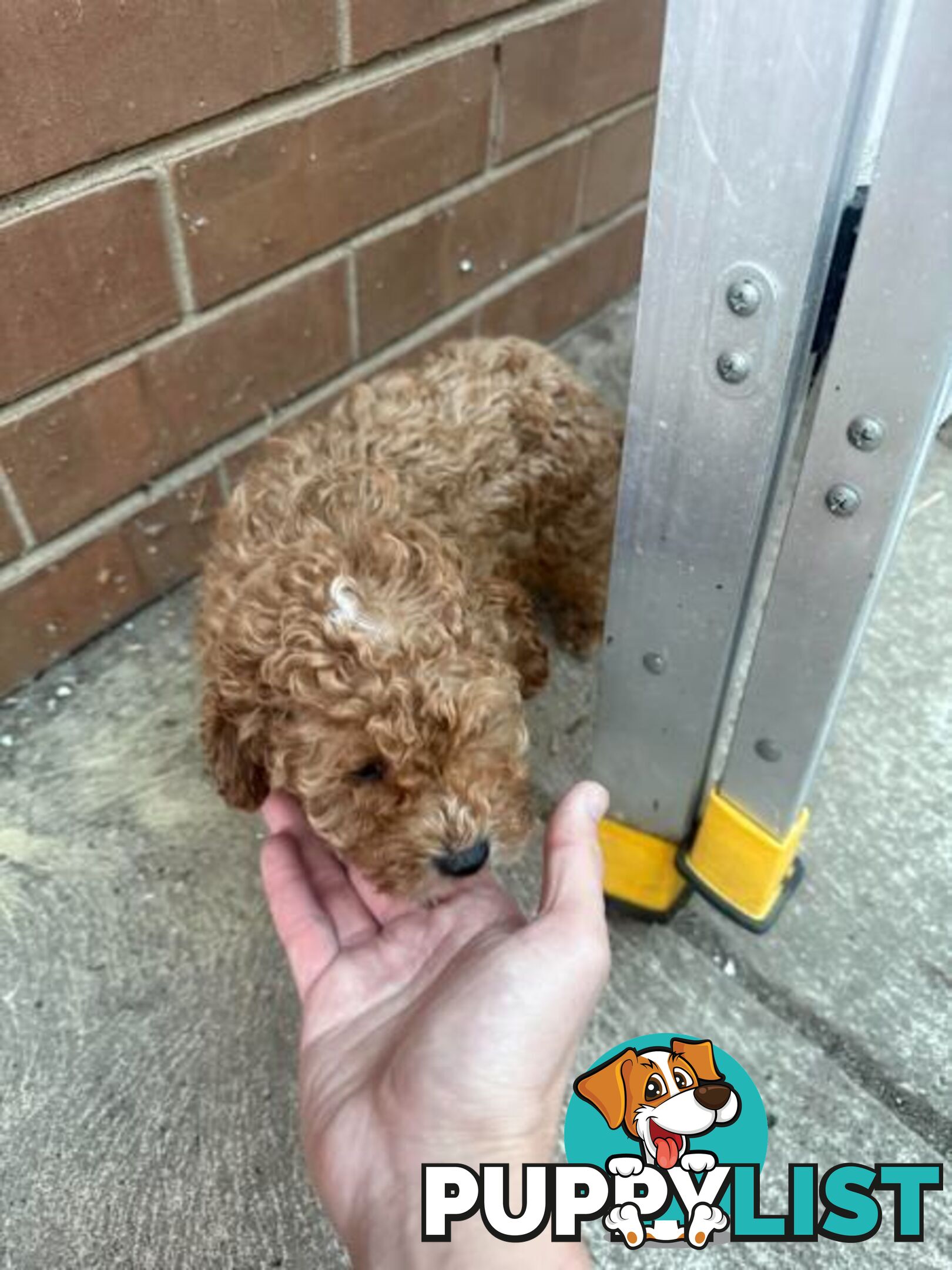 2 puppy toy poodles for new home