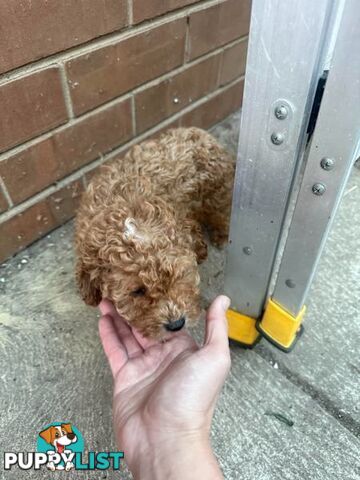 2 puppy toy poodles for new home