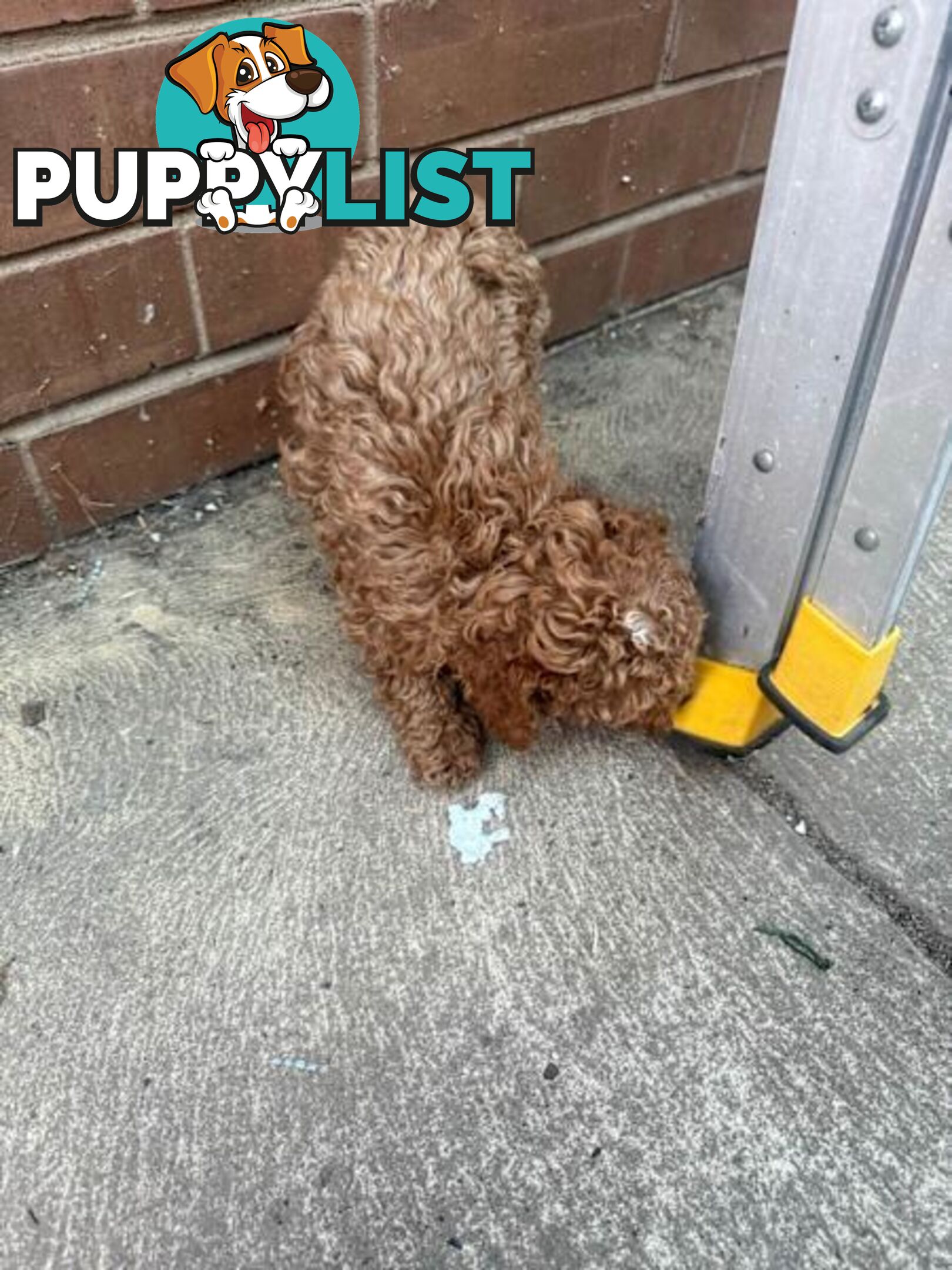 2 puppy toy poodles for new home