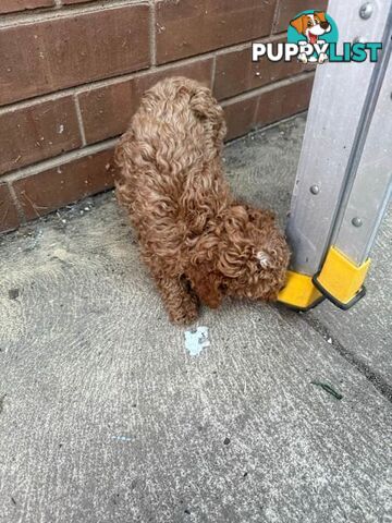 2 puppy toy poodles for new home