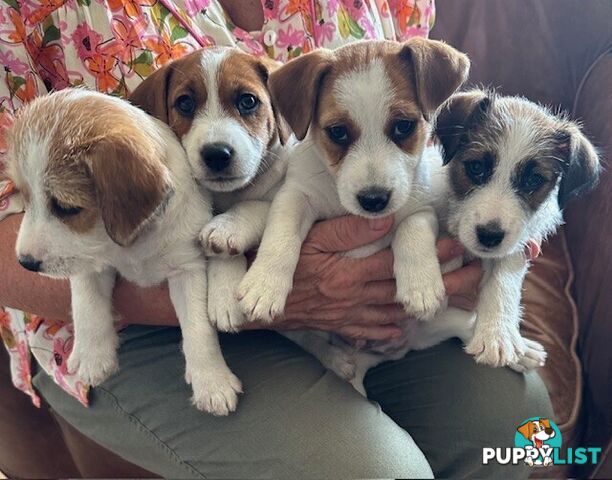 Purebred Jack Russell Wire Haired Puppies - 7-week pics