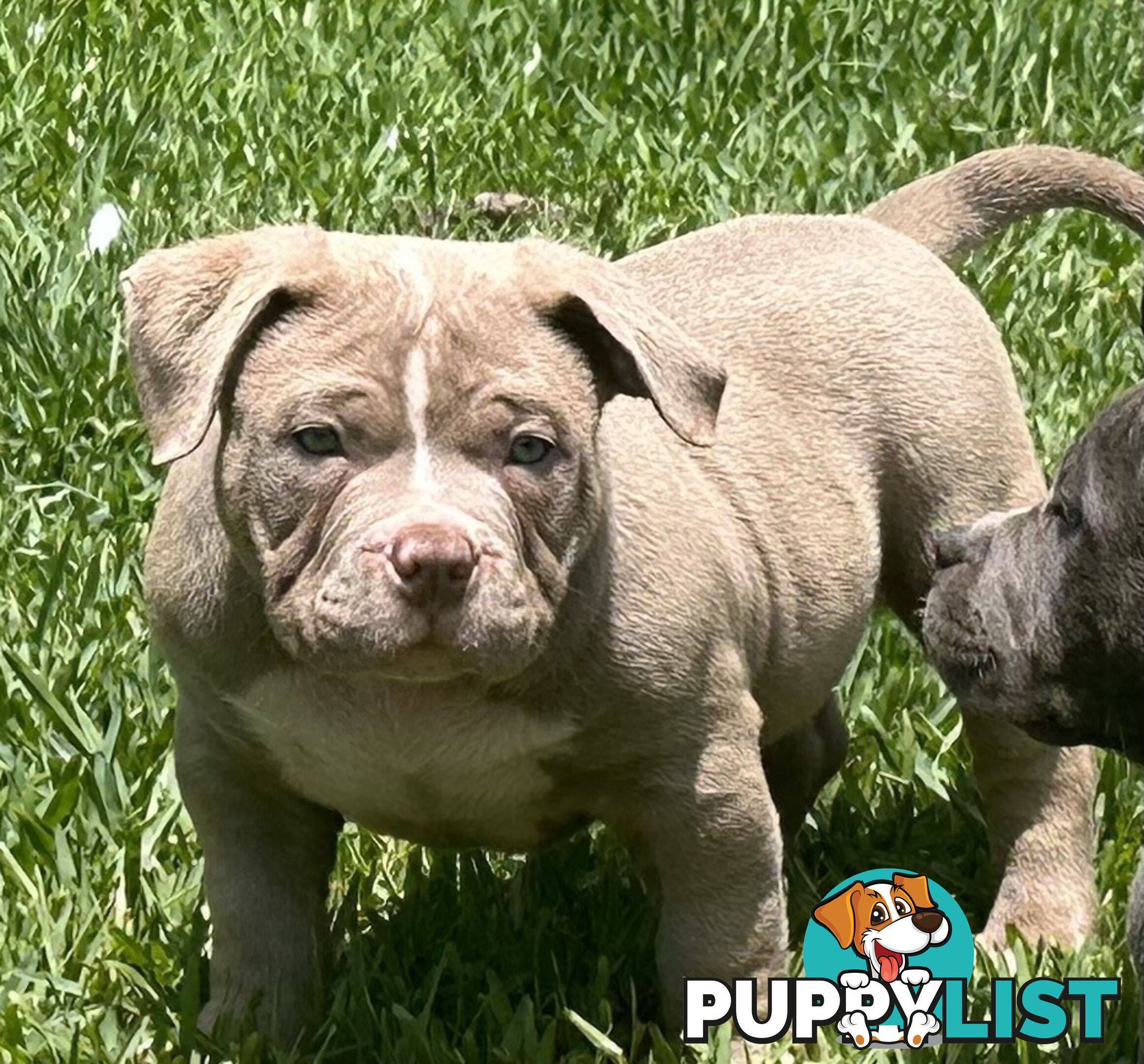 American pocket bully