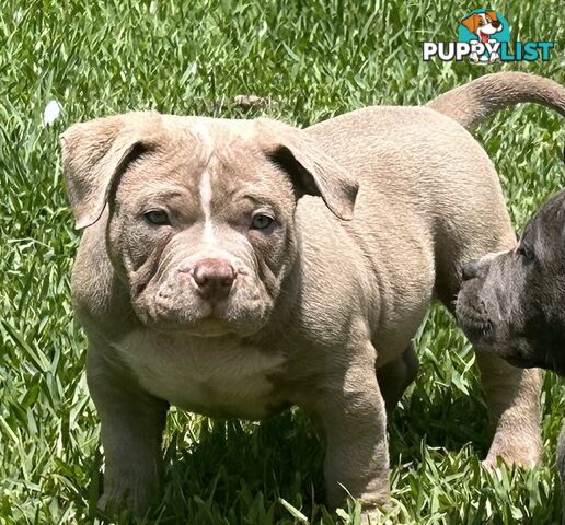 American pocket bully