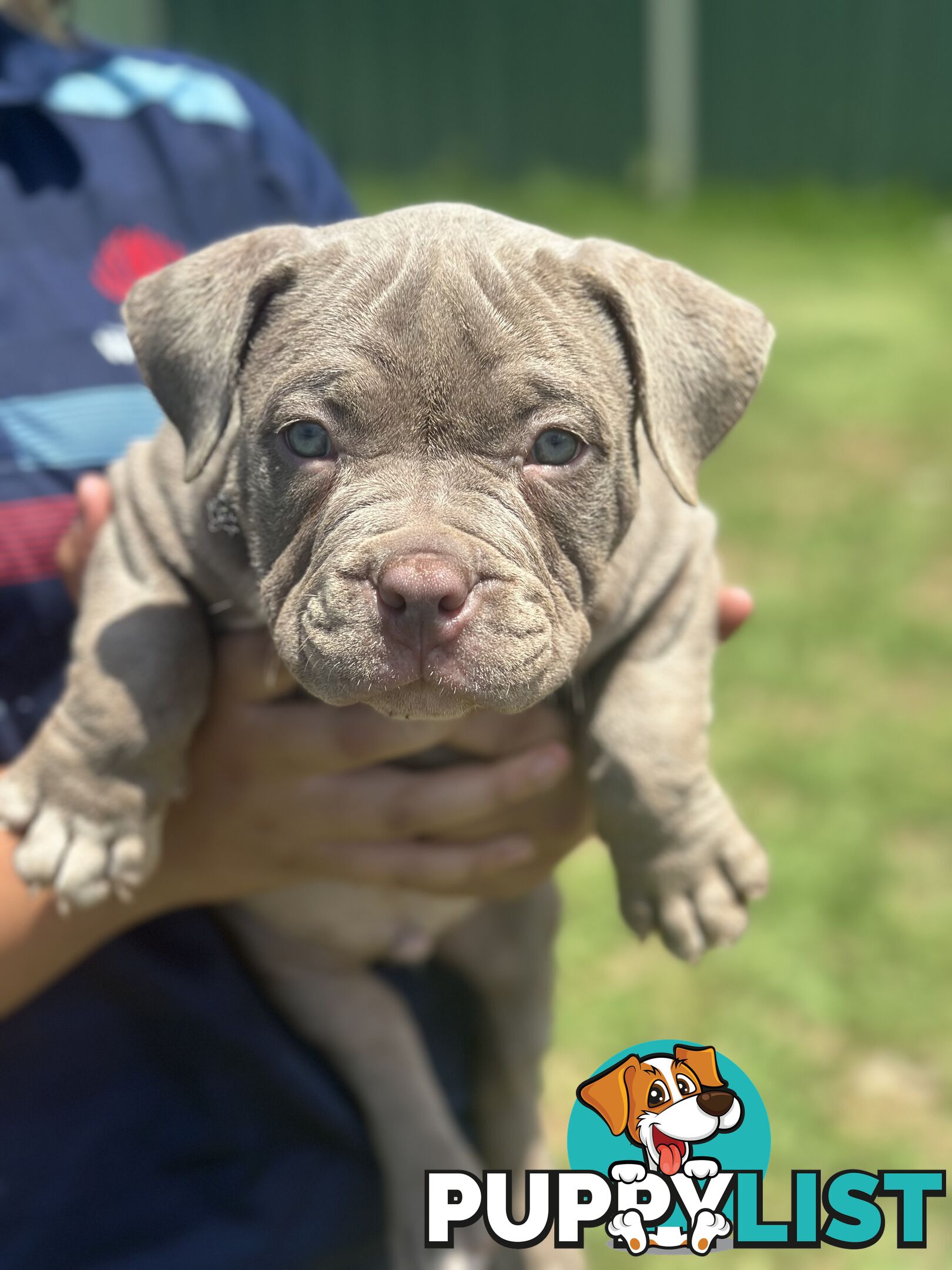 American pocket bully