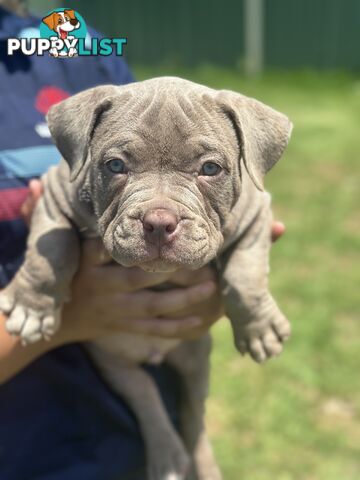 American pocket bully