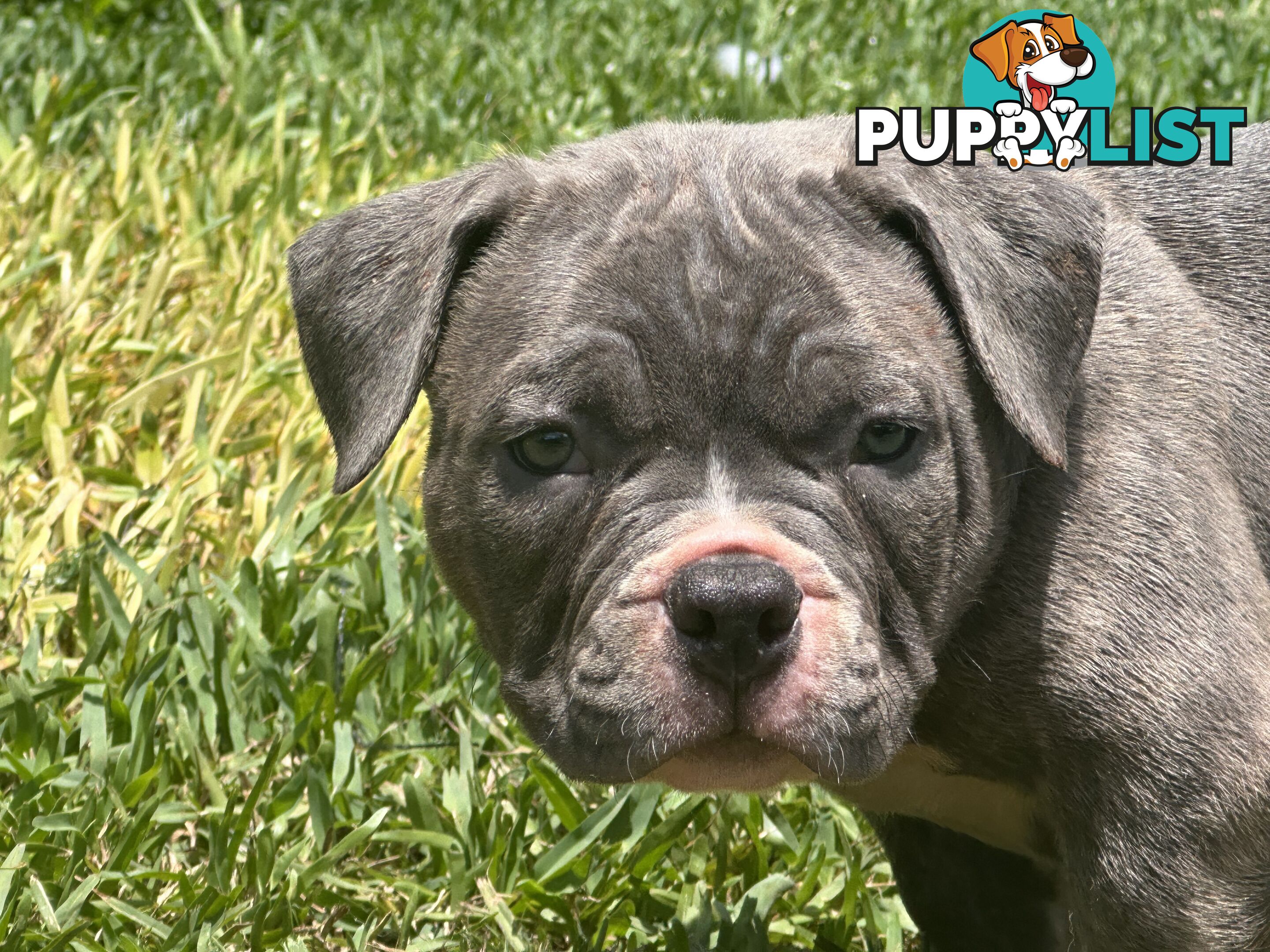 American pocket bully