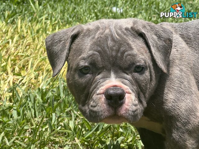 American pocket bully