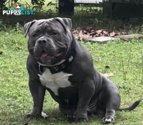 American pocket bully