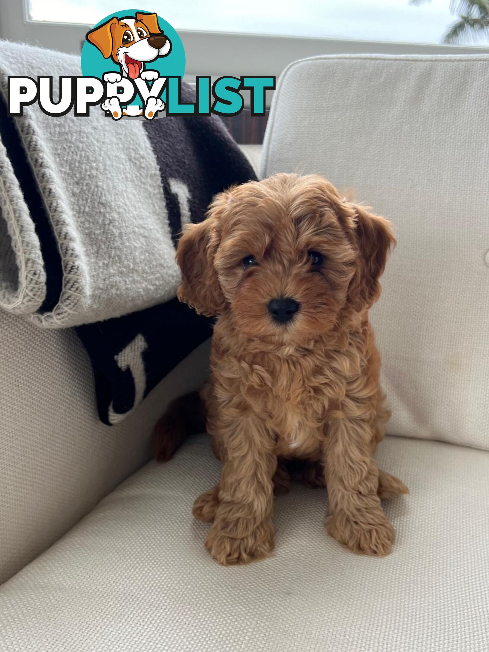 Cavoodle puppies