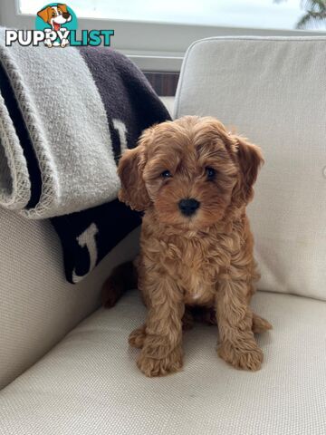 Cavoodle puppies