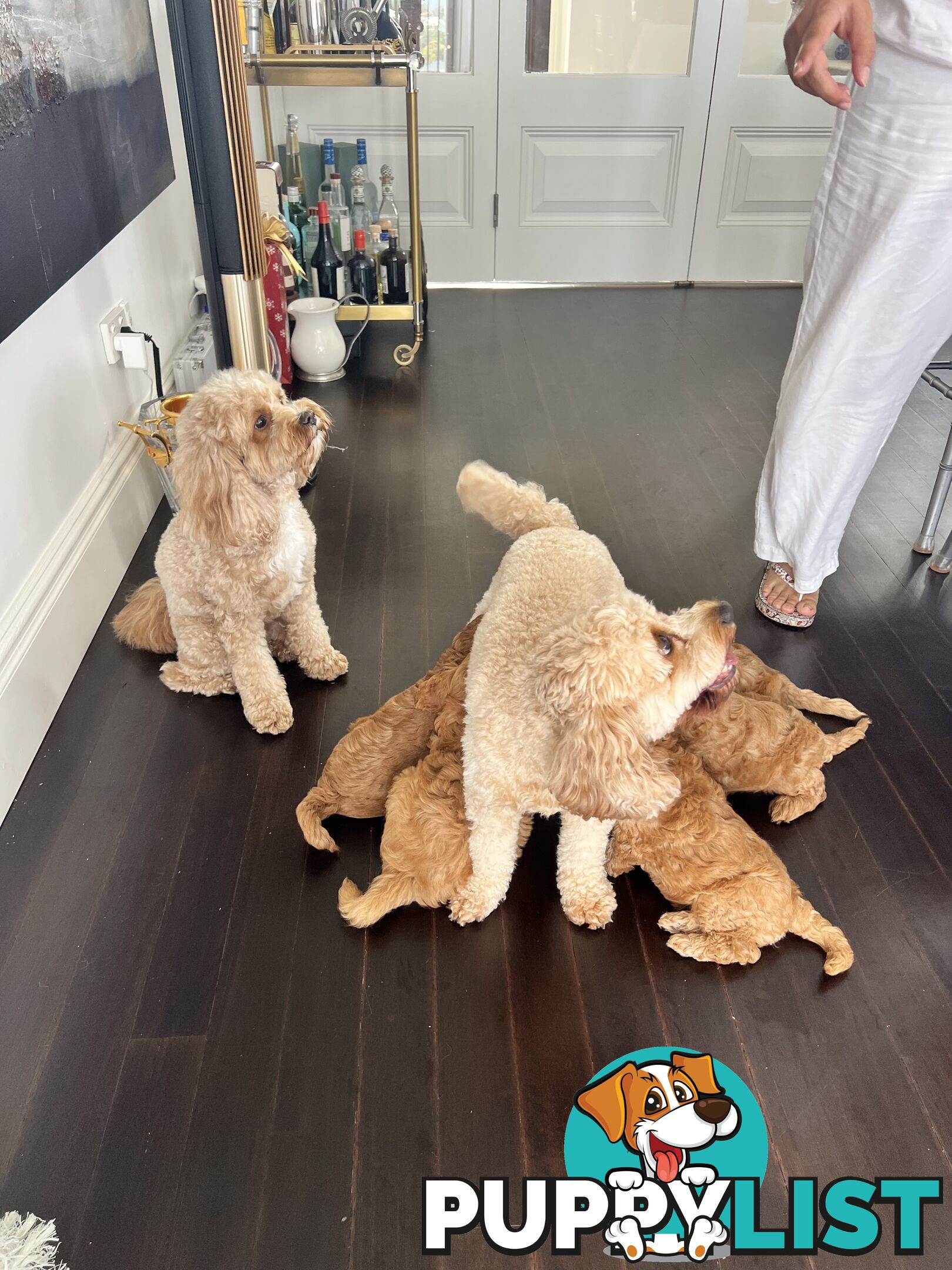 Cavoodle puppies