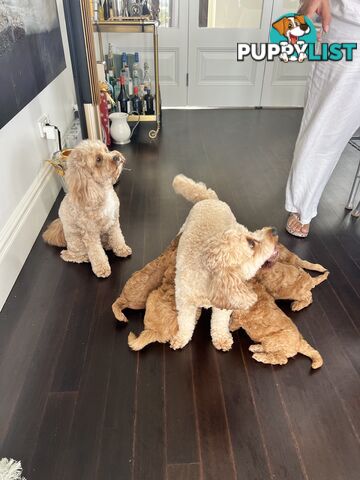 Cavoodle puppies