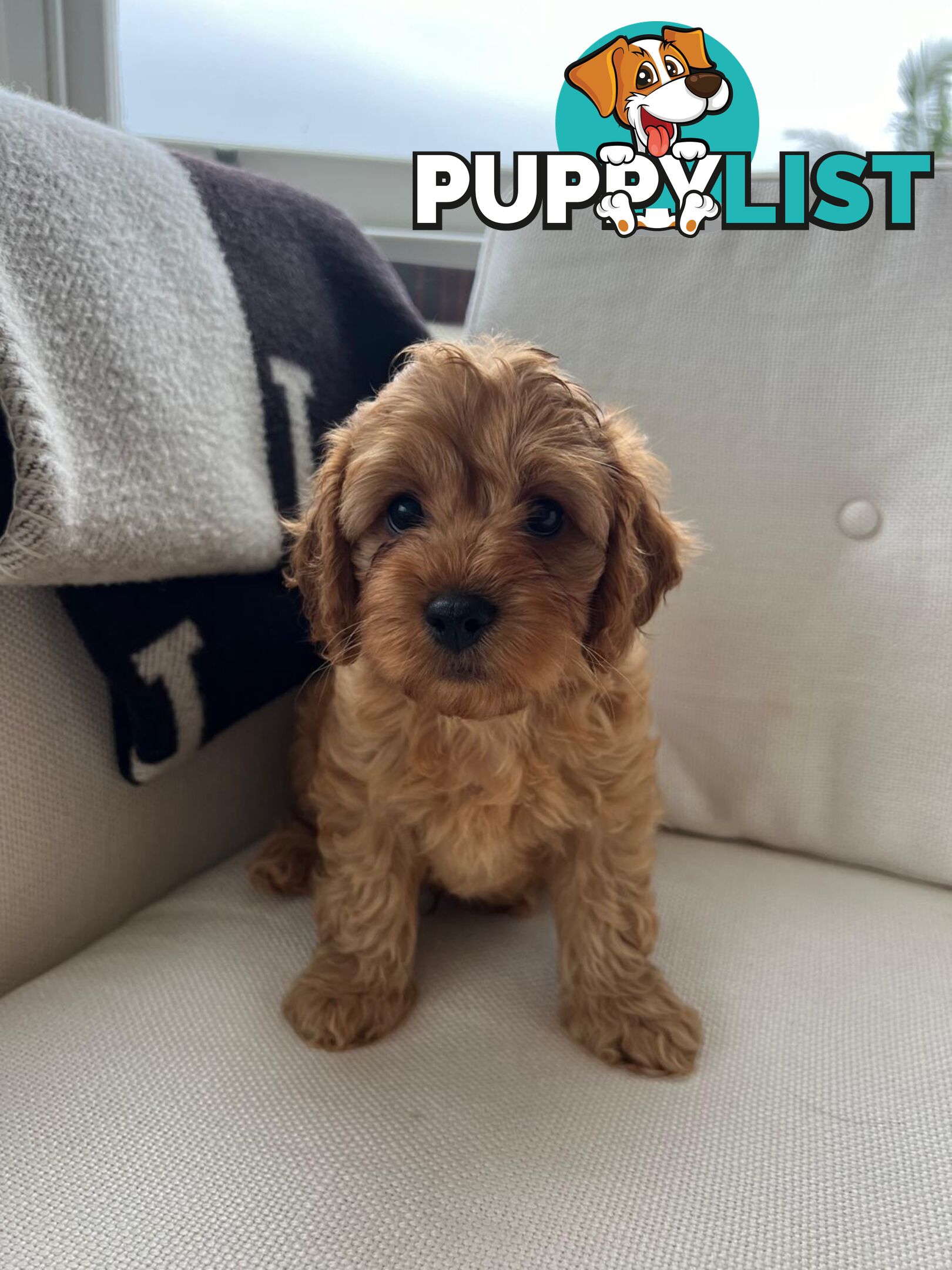 Cavoodle puppies