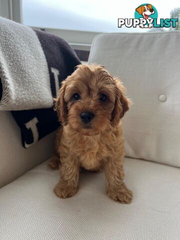 Cavoodle puppies