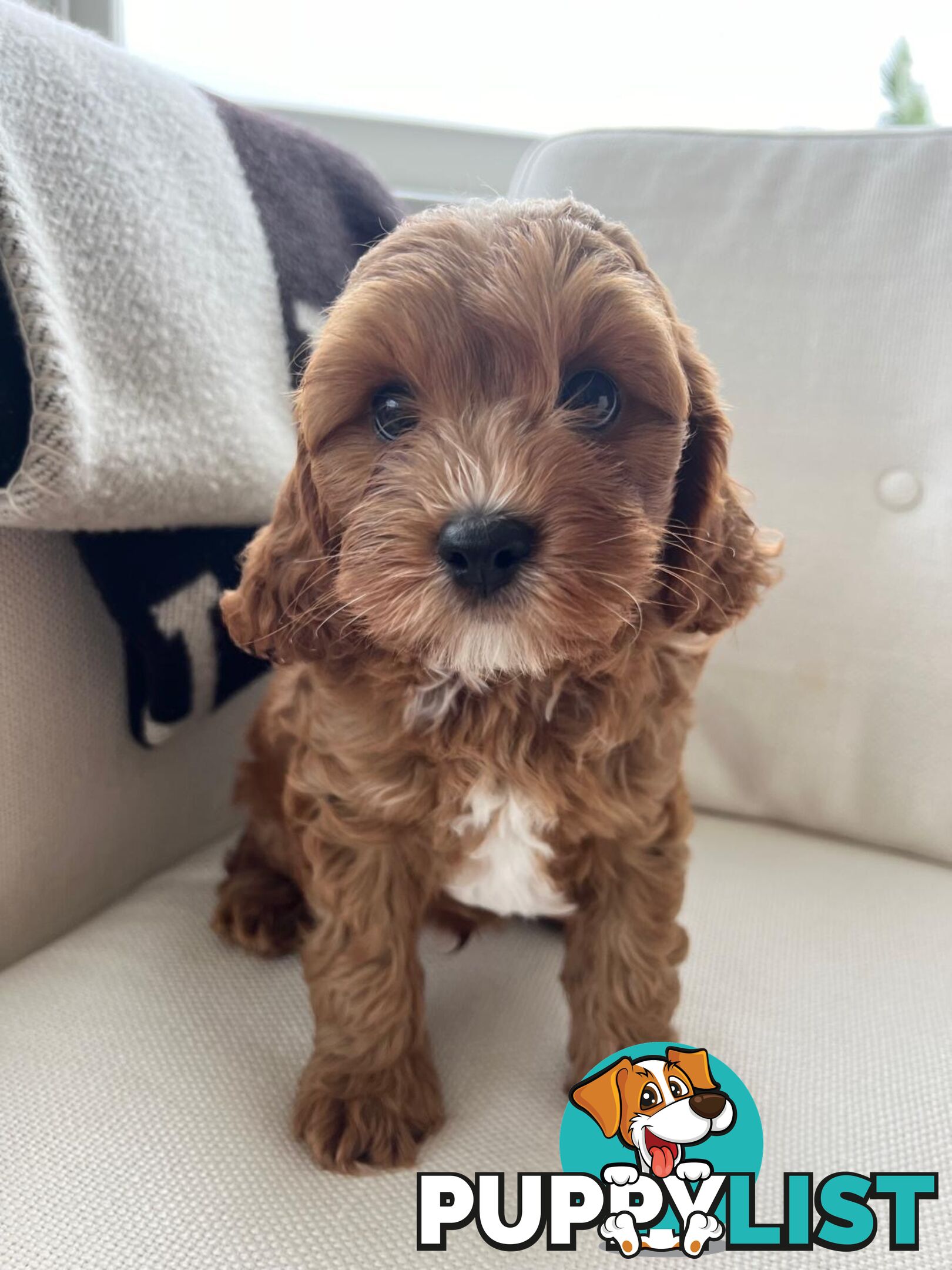 Cavoodle puppies