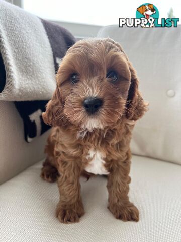 Cavoodle puppies