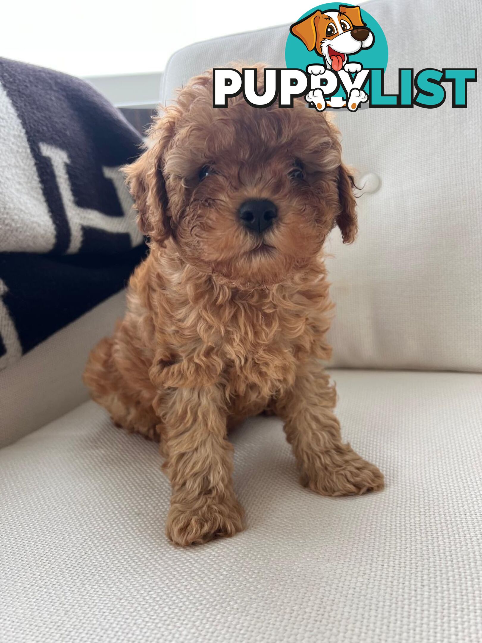 Cavoodle puppies