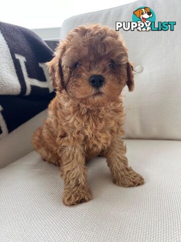 Cavoodle puppies