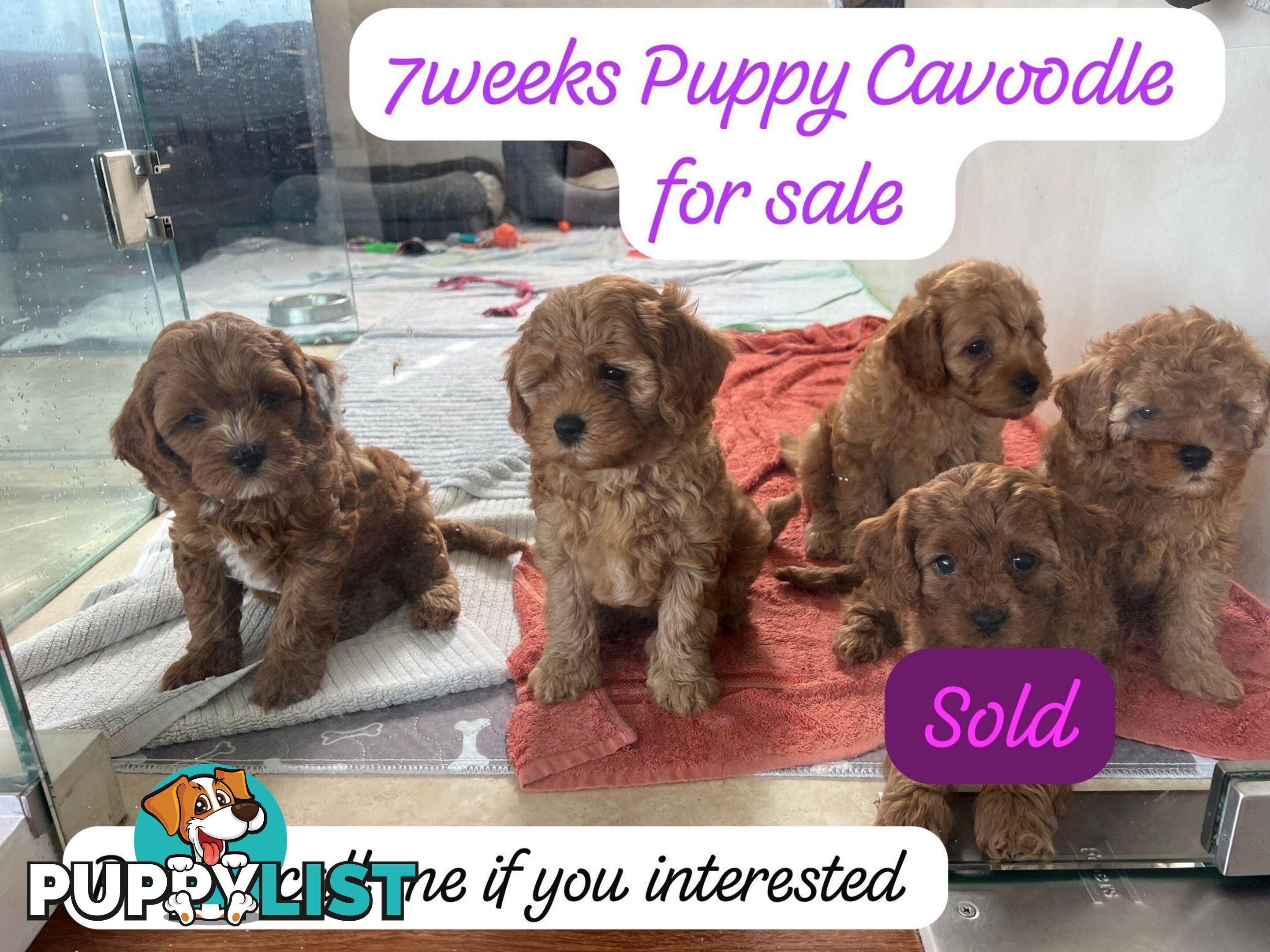 Cavoodle puppies