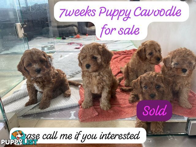 Cavoodle puppies