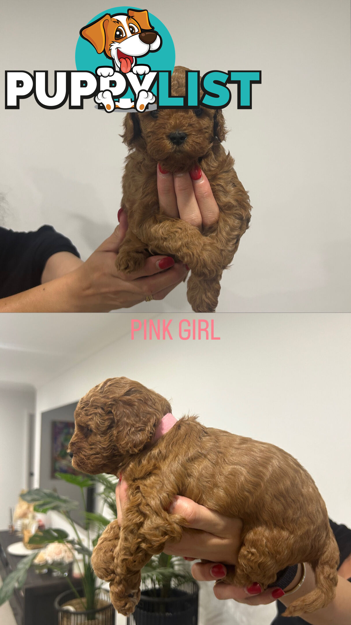 X4 Gorgeous Cavoodle Puppies