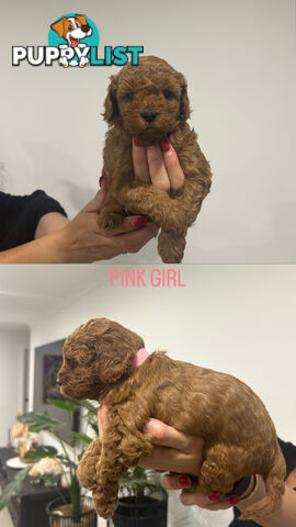 X4 Gorgeous Cavoodle Puppies