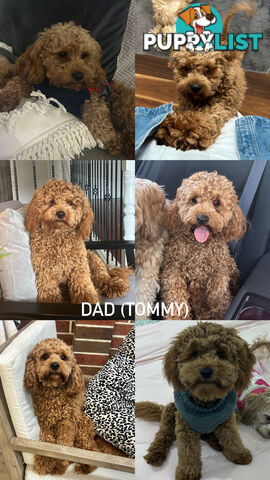 X4 Gorgeous Cavoodle Puppies