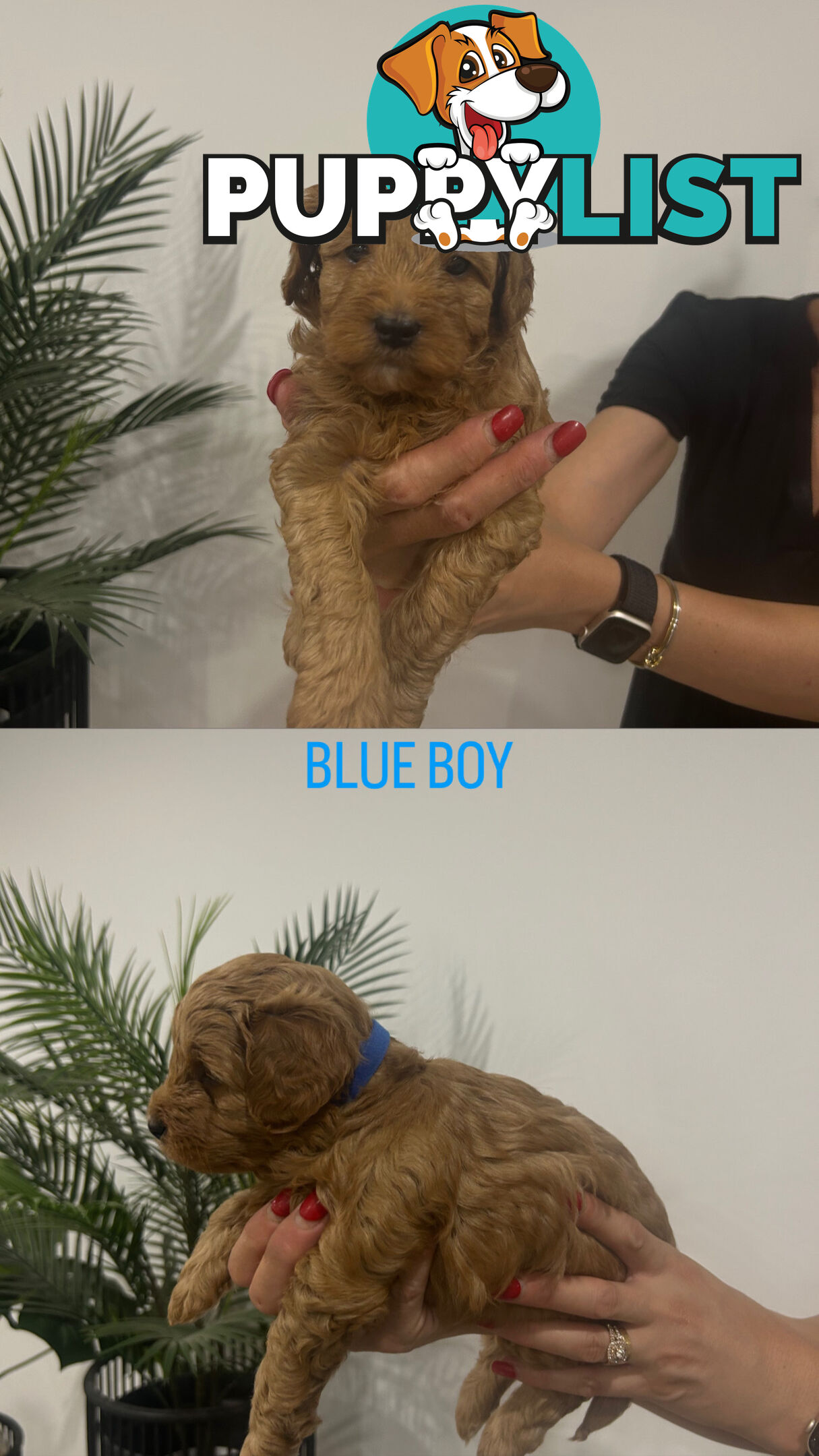 X4 Gorgeous Cavoodle Puppies